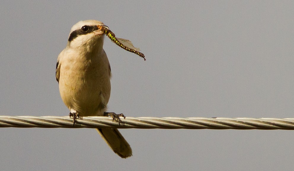 Great Gray Shrike (Great Gray) - ML205722451