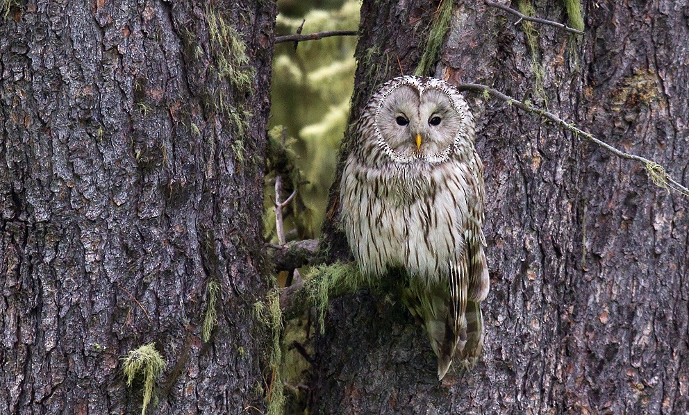 Ural Owl - ML205722521