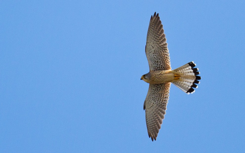 Eurasian Kestrel (Eurasian) - ML205722551