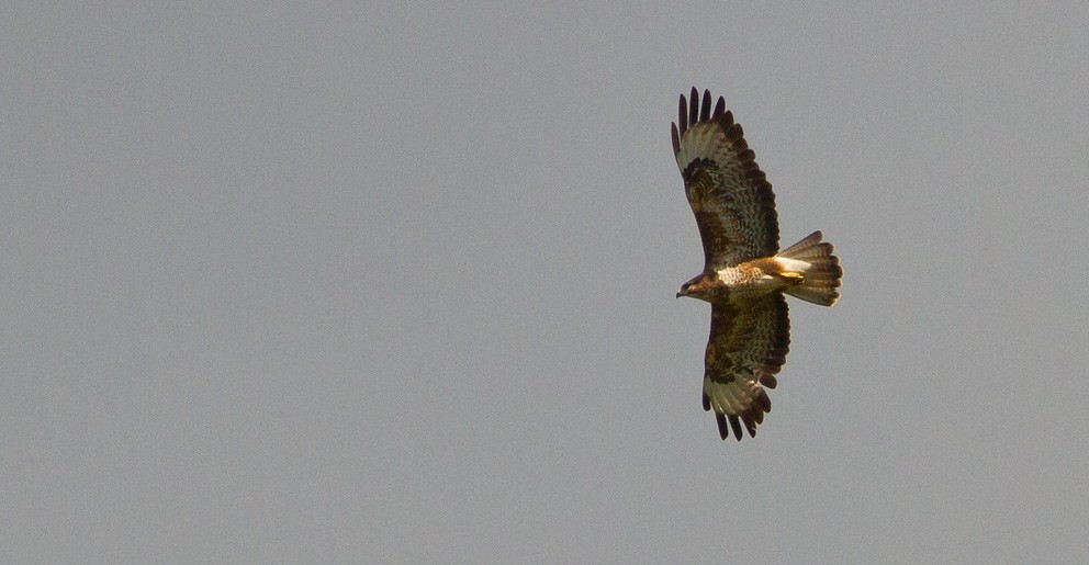 Common Buzzard (Western) - Morten Venas