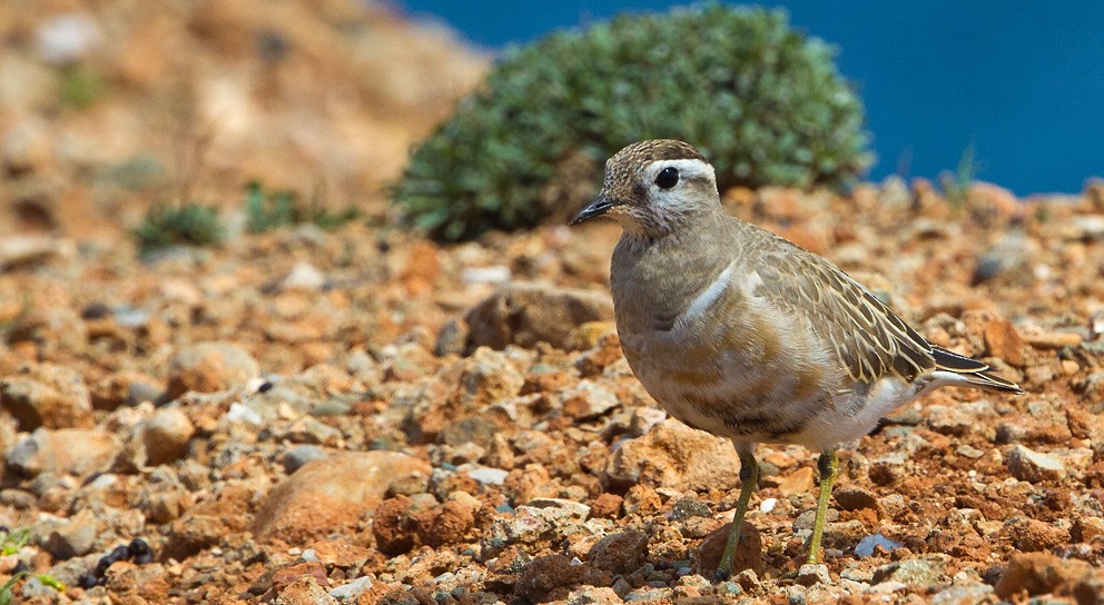 Eurasian Dotterel - ML205722661