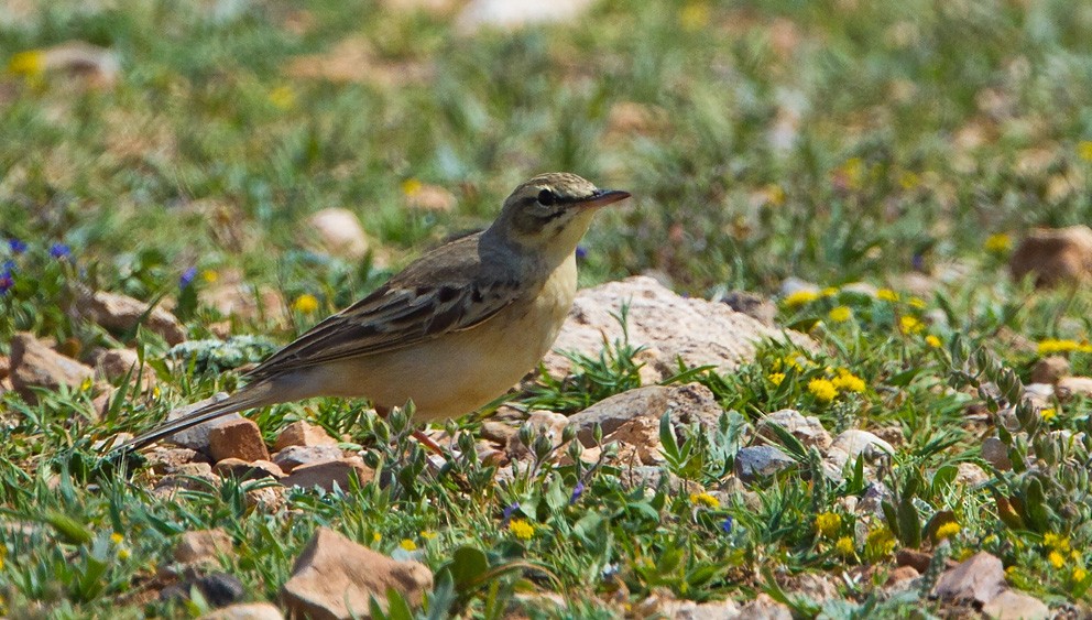 Tawny Pipit - ML205722671