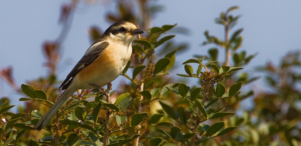 Masked Shrike - ML205722681