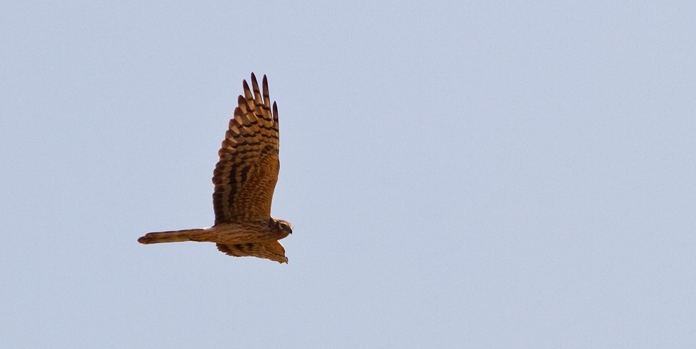 Montagu's Harrier - ML205722691