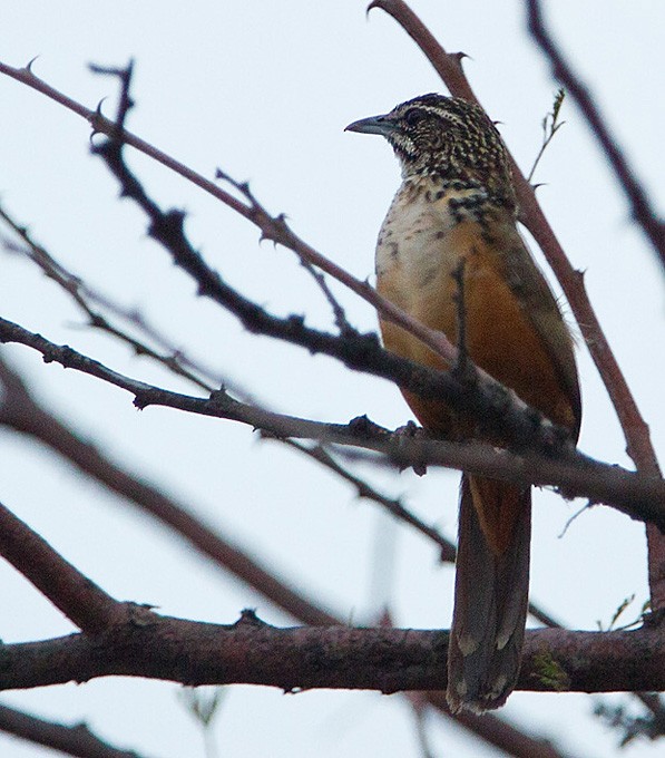 Rockrunner - Morten Venas