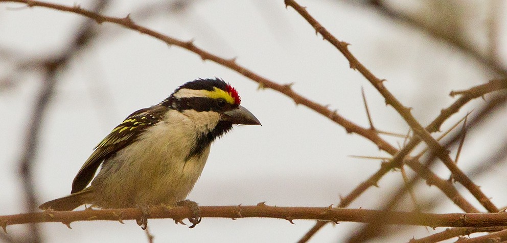 Pied Barbet - ML205723051