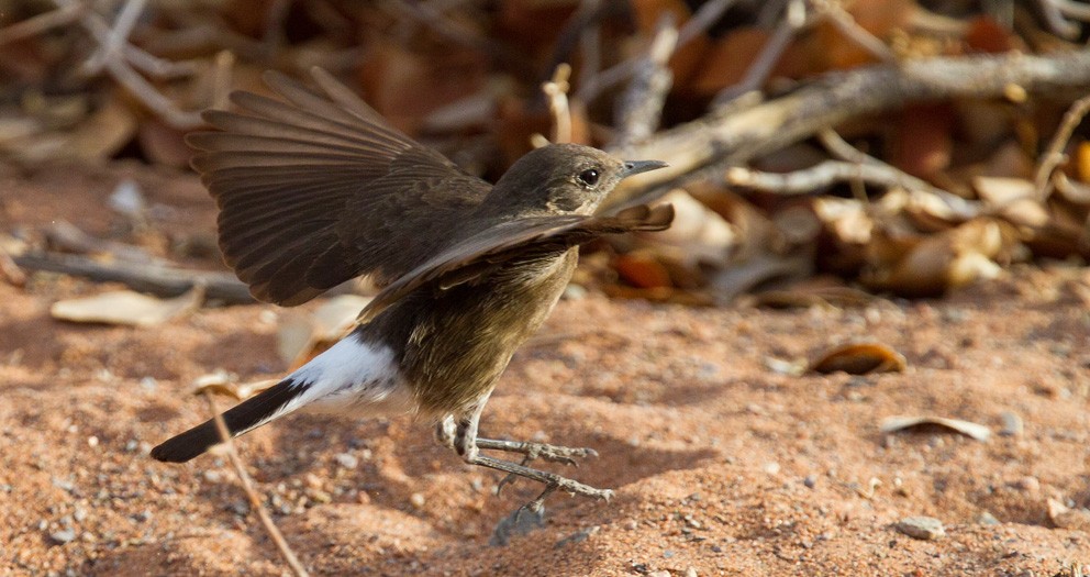 Mountain Wheatear - ML205723181