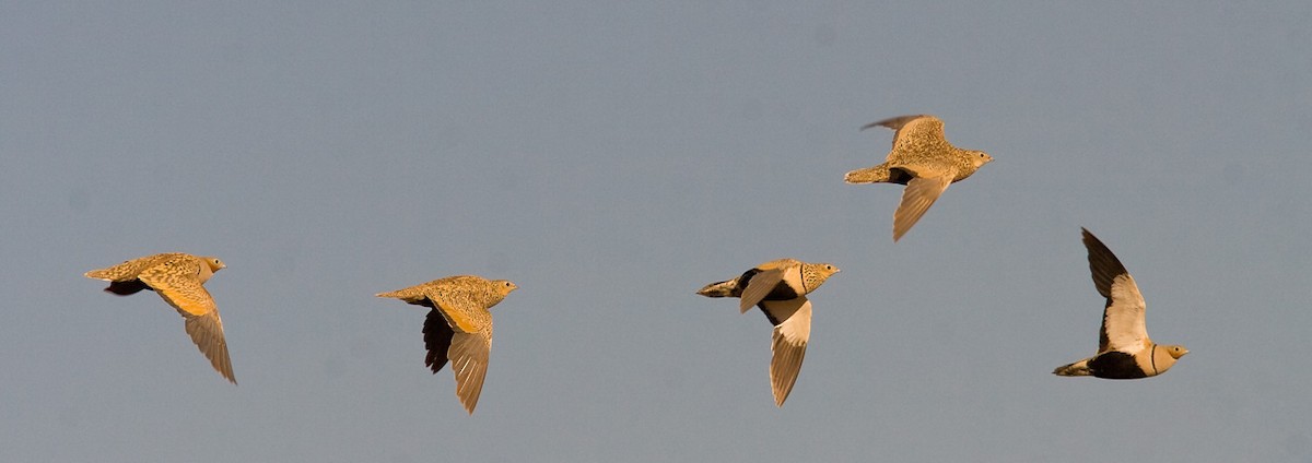 Black-bellied Sandgrouse - Morten Venas