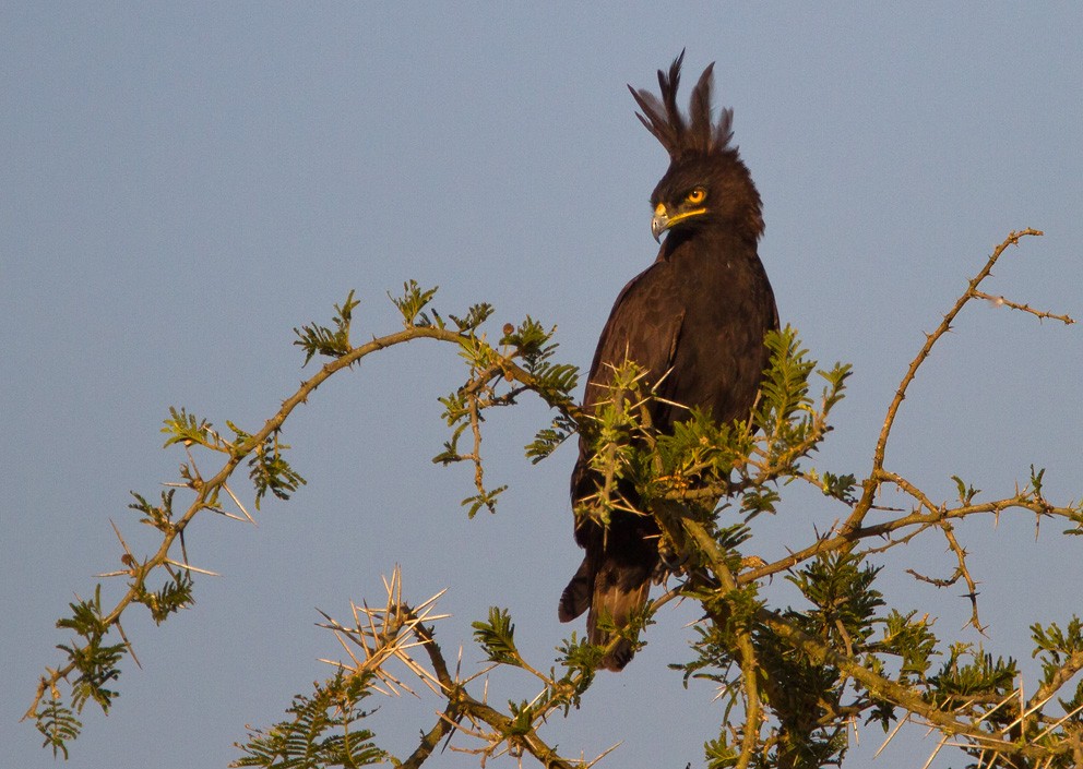 Long-crested Eagle - ML205723321