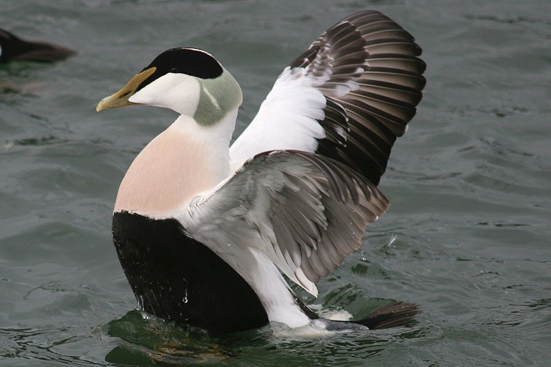 Common Eider - ML205723751