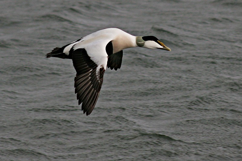 Common Eider - ML205723761