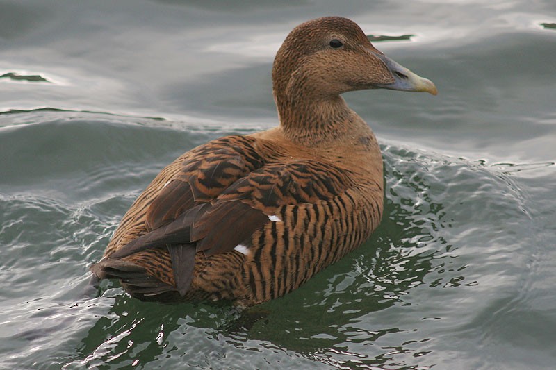 Common Eider - John Molloy