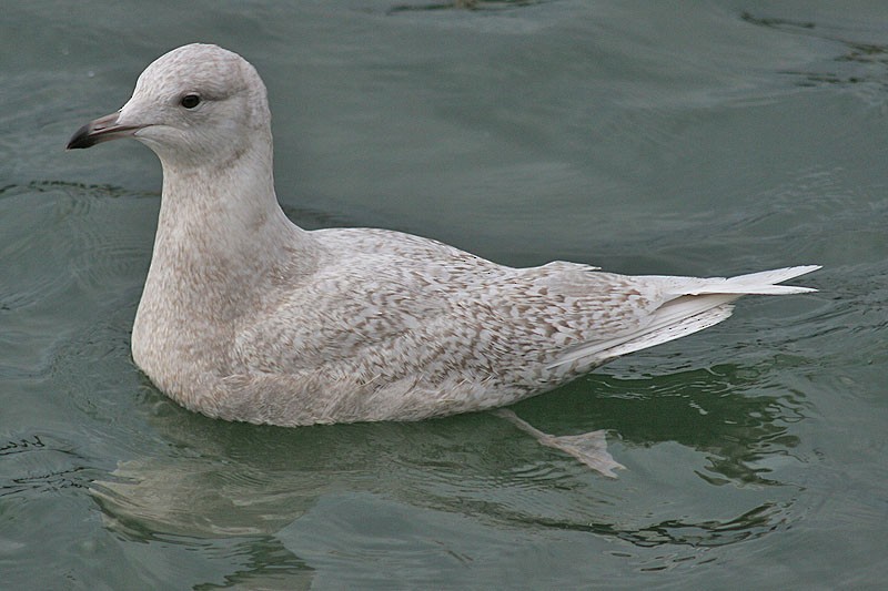 Iceland Gull - ML205723791