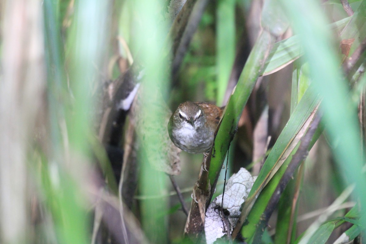 Buru Bush Warbler - Charles Davies