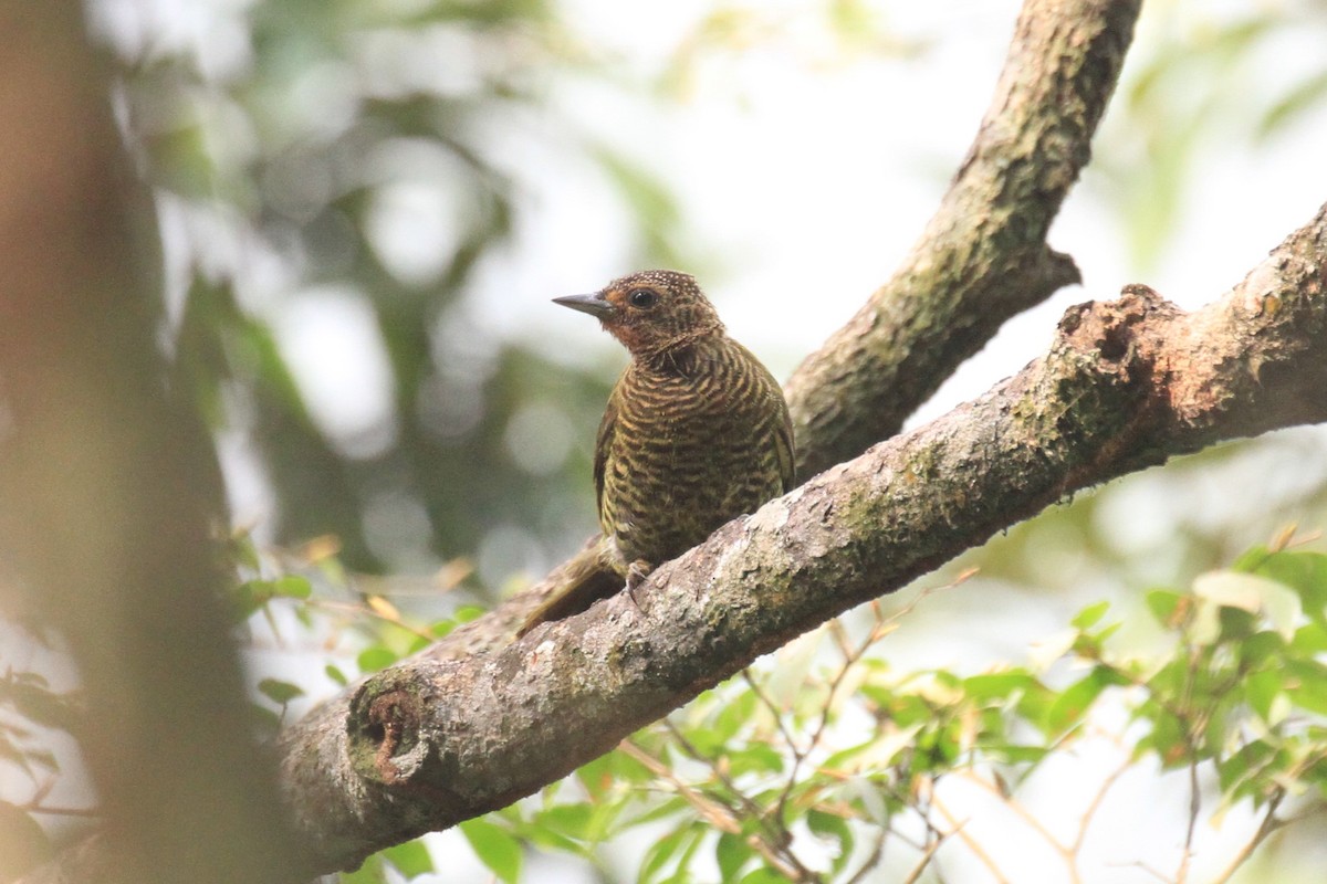 Green-backed Woodpecker (Little Green) - Charles Davies