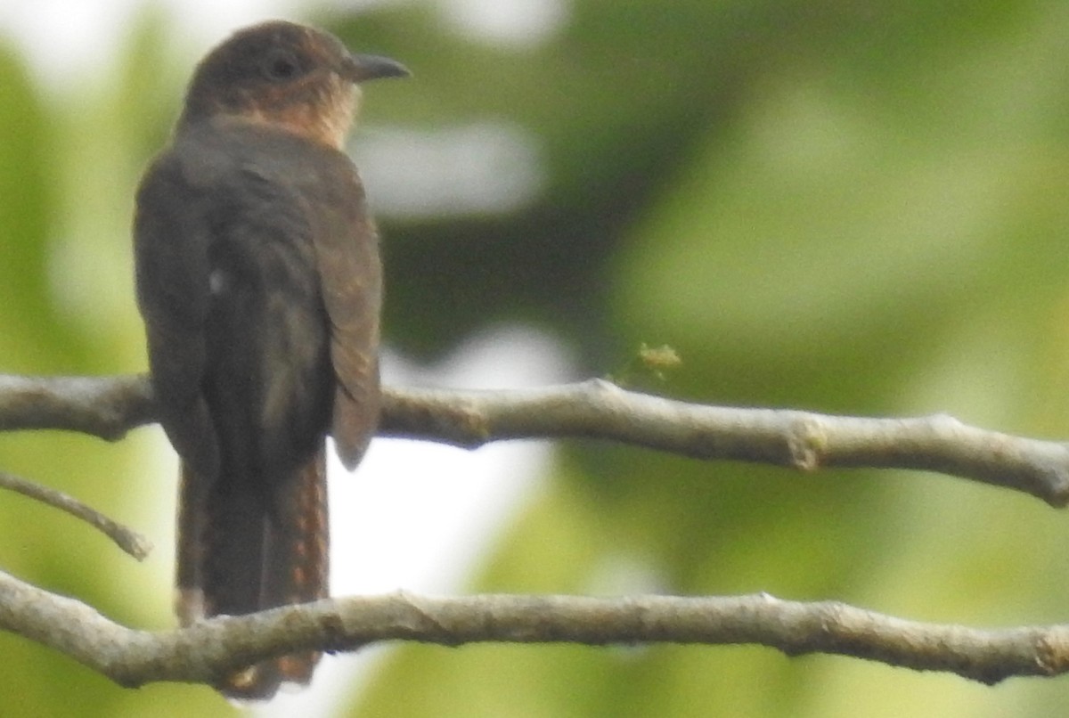 Sahul Brush Cuckoo - ML205724461