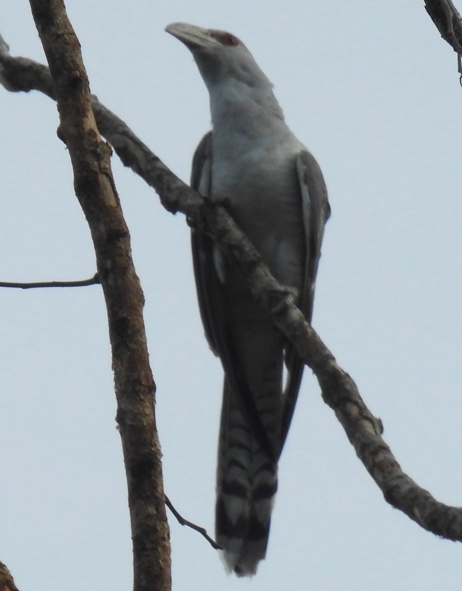 Channel-billed Cuckoo - ML205724471