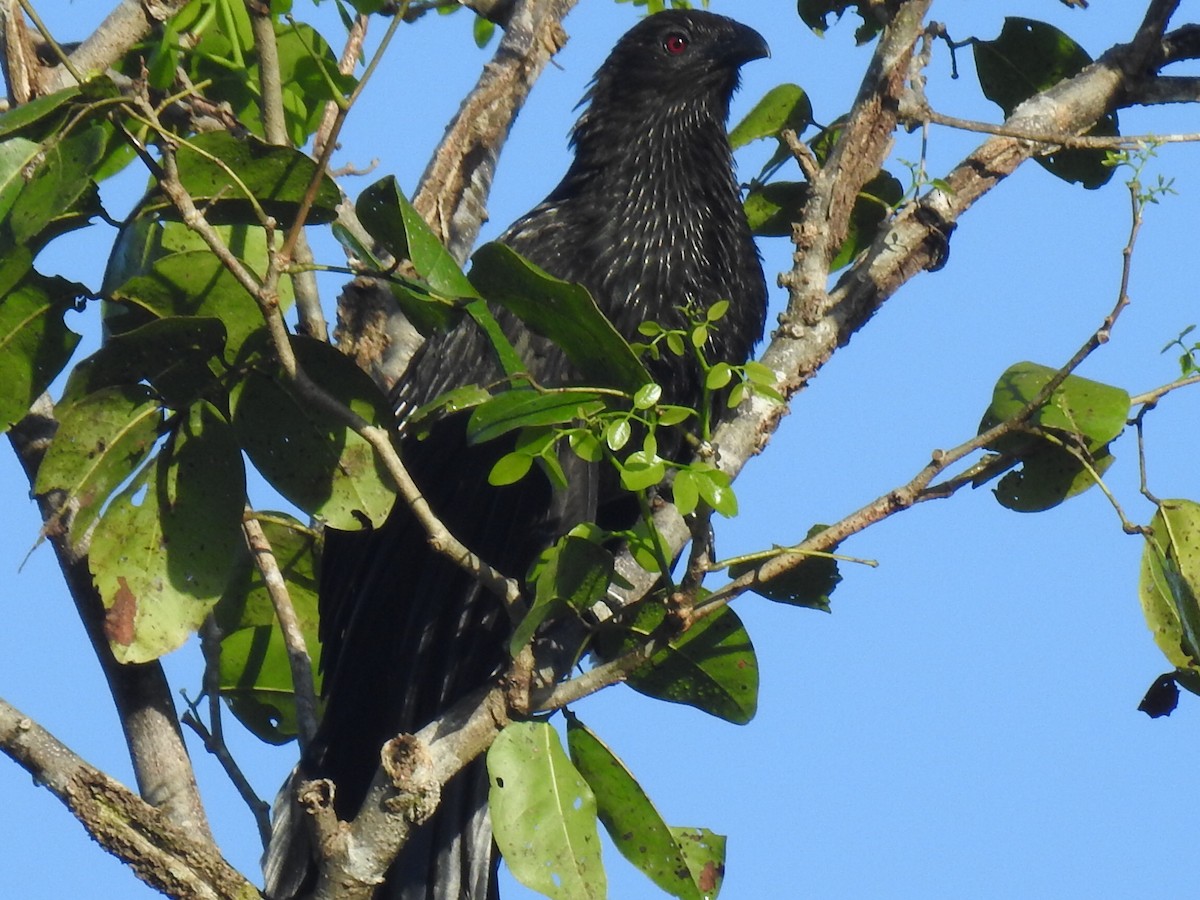 Pheasant Coucal (Kai) - ML205724481