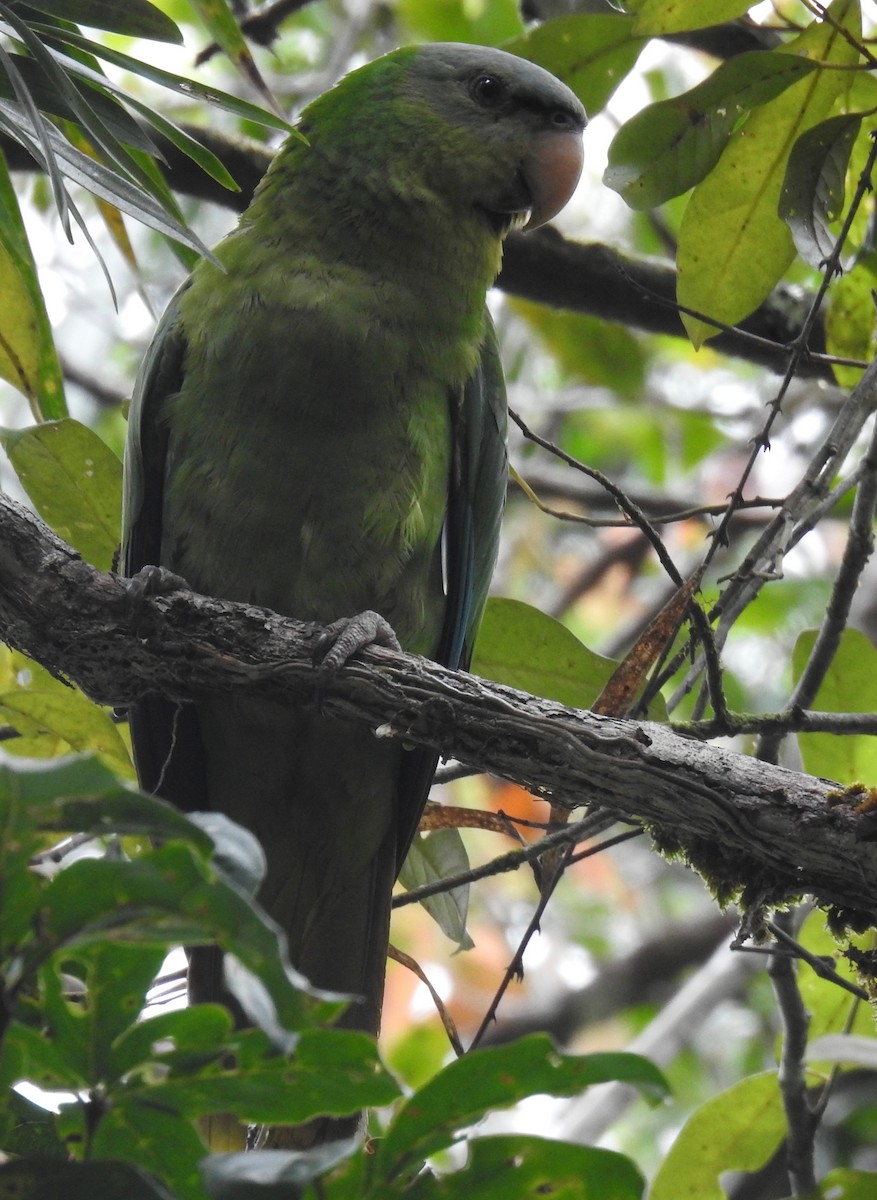 Black-lored Parrot - Eugeni Capella | Grallariatours