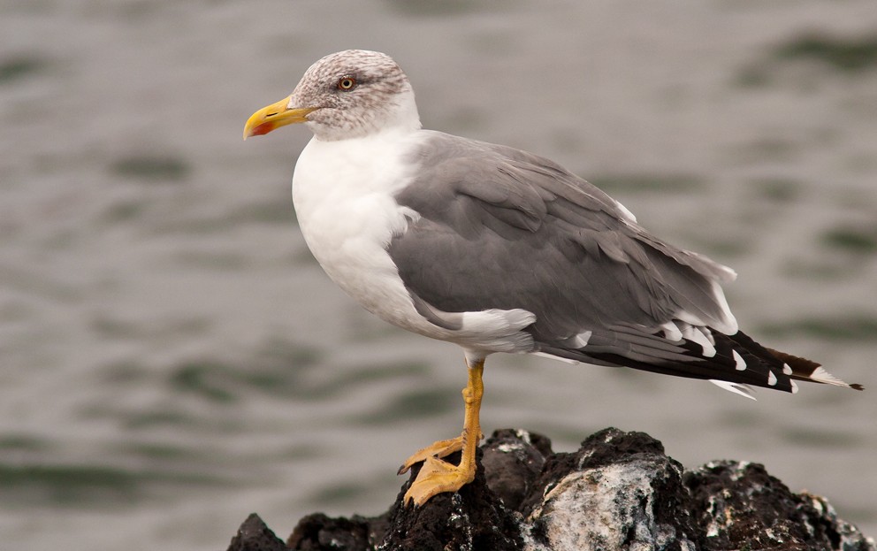 Yellow-legged Gull (atlantis) - Morten Venas