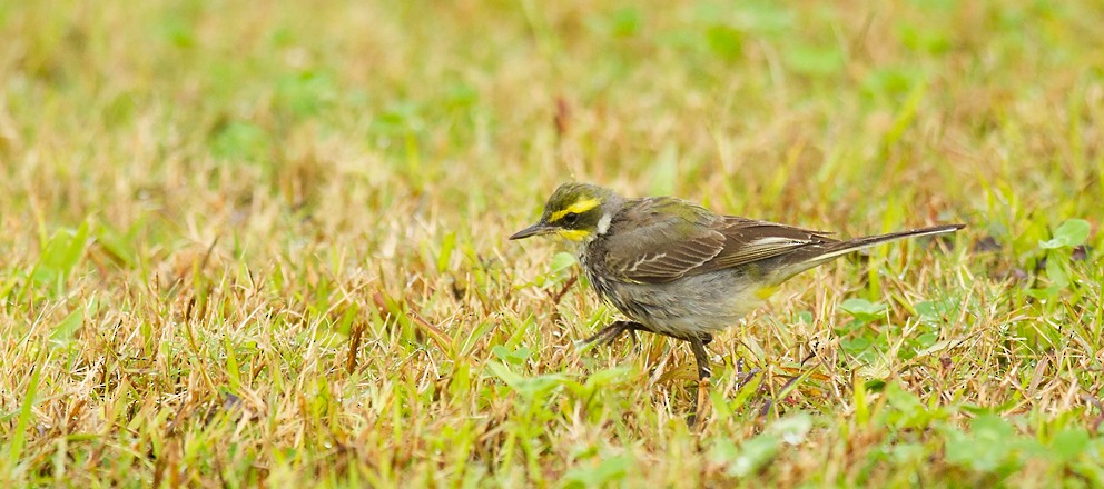 Eastern Yellow Wagtail (Green-headed) - ML205725061