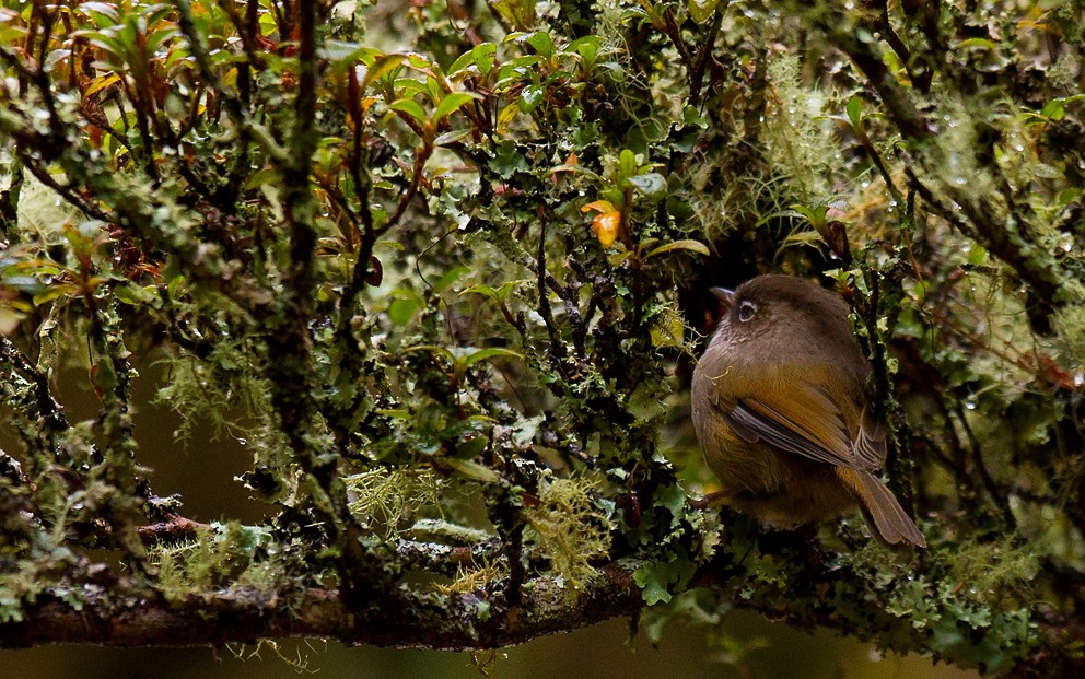 Taiwan Fulvetta - ML205725161