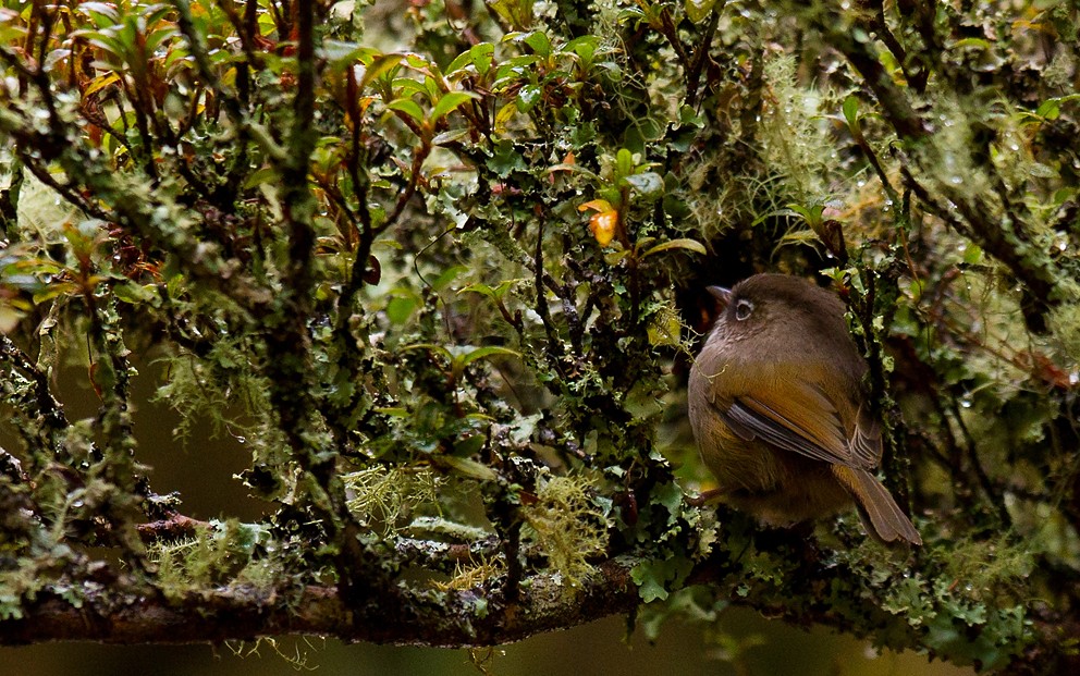 Taiwan Fulvetta - Morten Venas