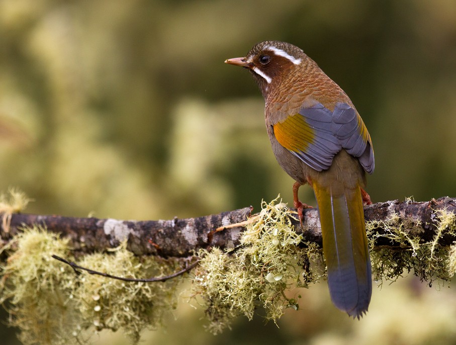 White-whiskered Laughingthrush - Morten Venas