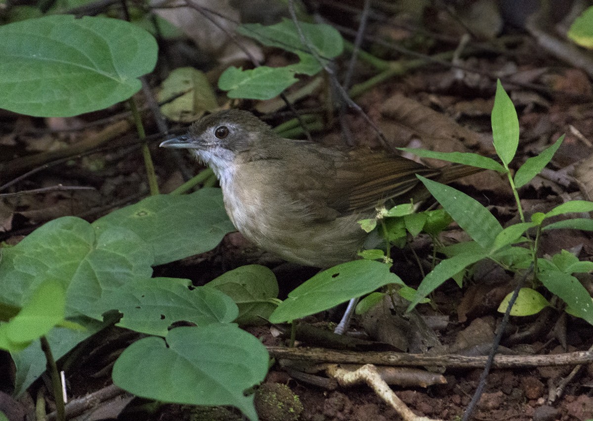 Puvel's Illadopsis - Miquel Bonet