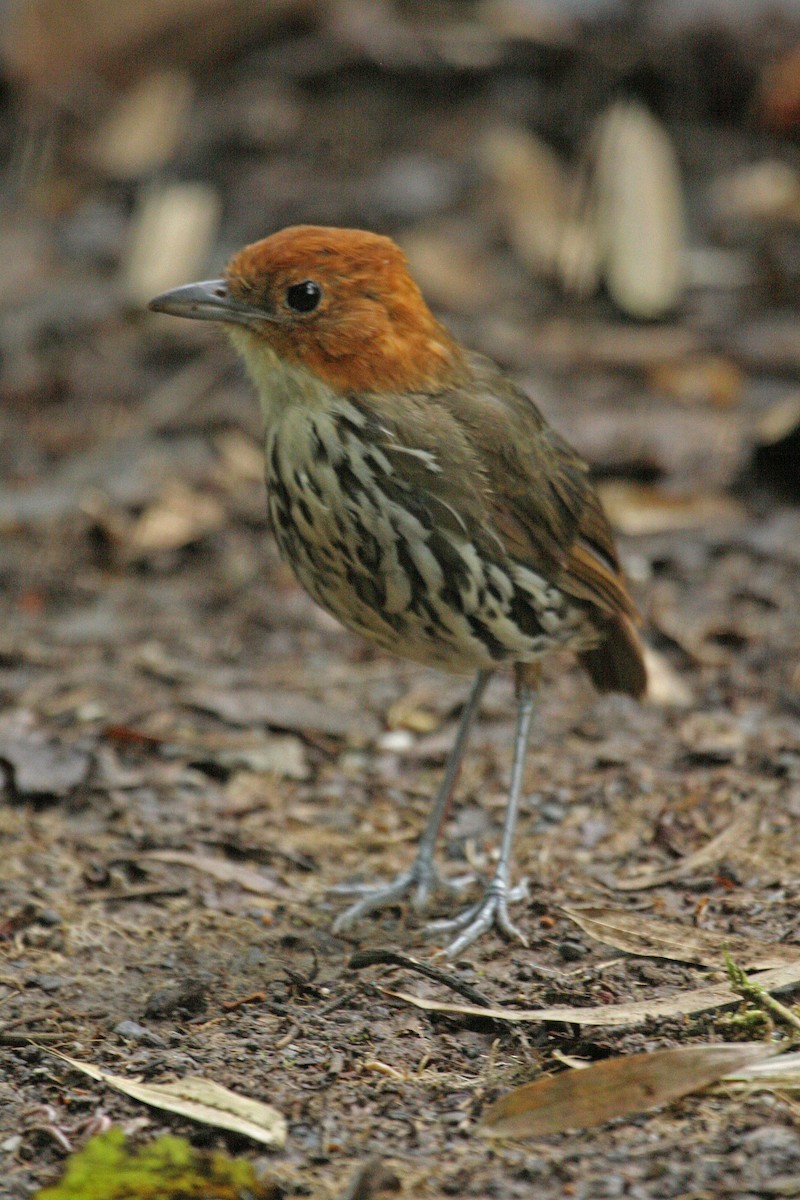 Chestnut-crowned Antpitta - ML205725311