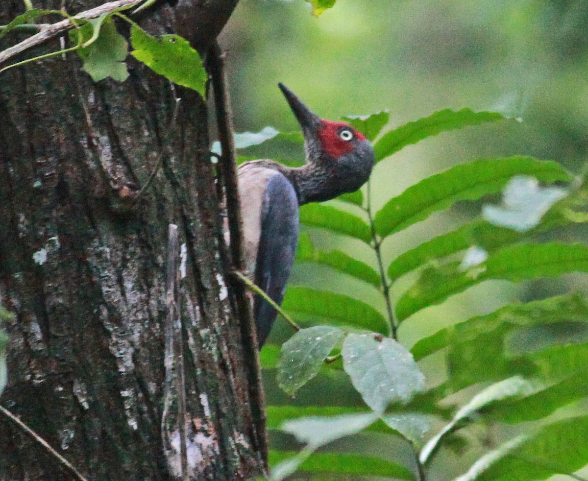 Ashy Woodpecker - ML205725401