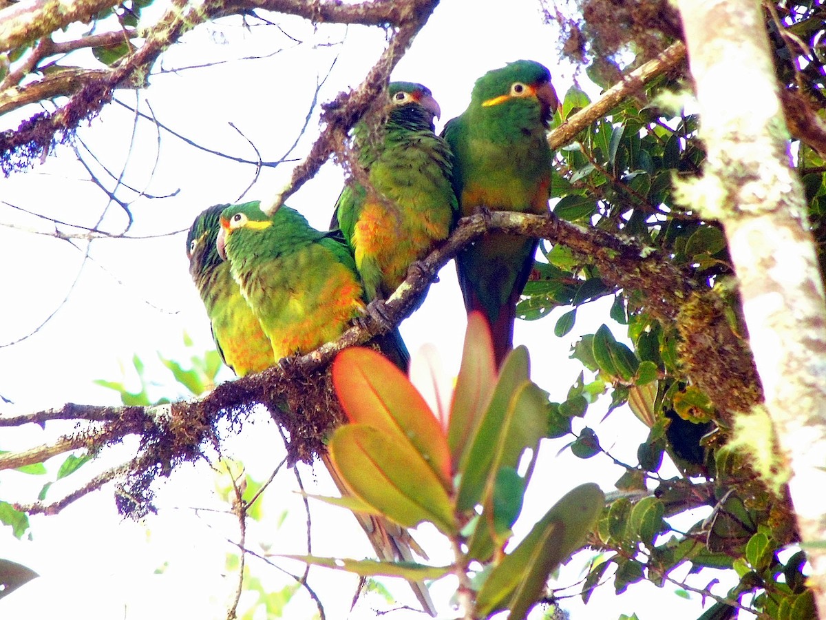 Golden-plumed Parakeet - ML205725481