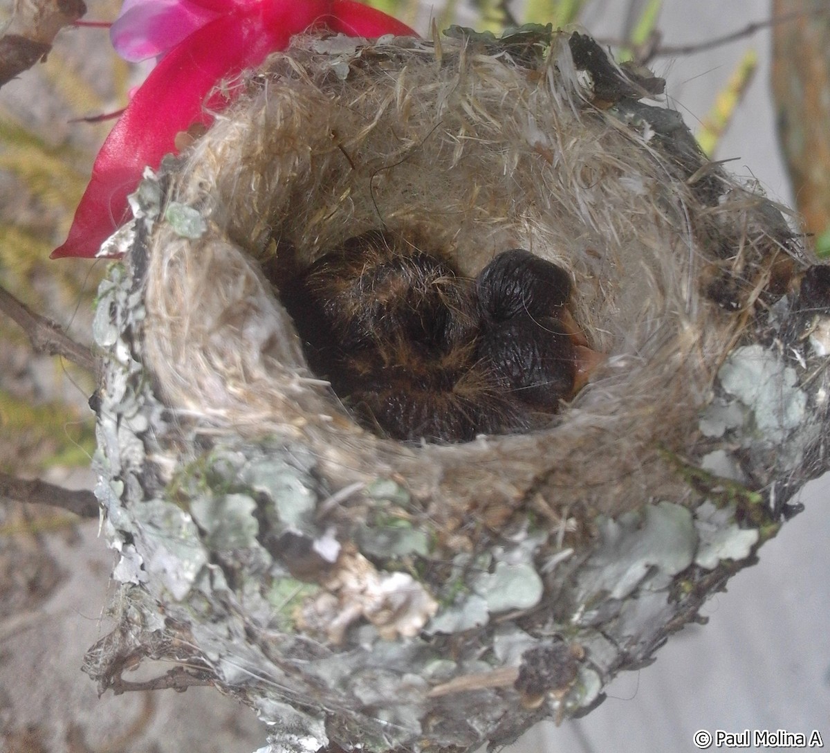 Amazilia Hummingbird (White-throated) - Paul Molina A