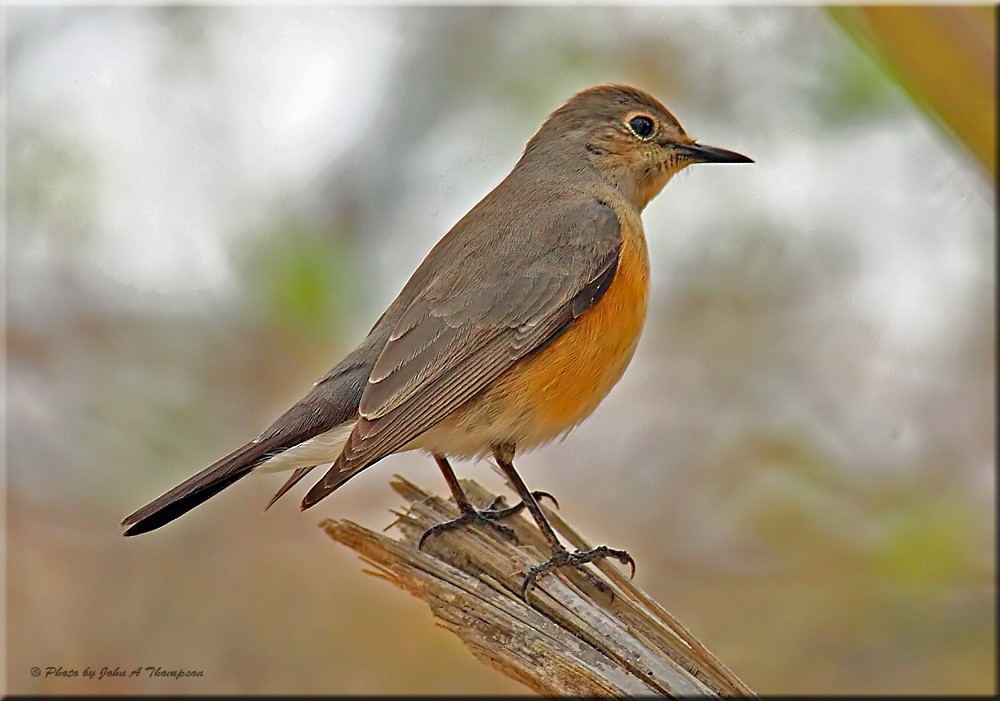 White-throated Robin - ML205725921