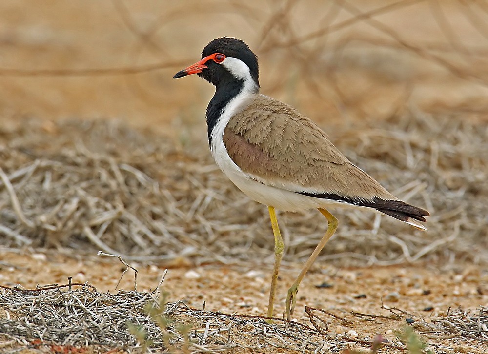 Red-wattled Lapwing - ML205726191