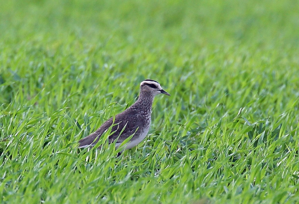 Sociable Lapwing - ML205726401