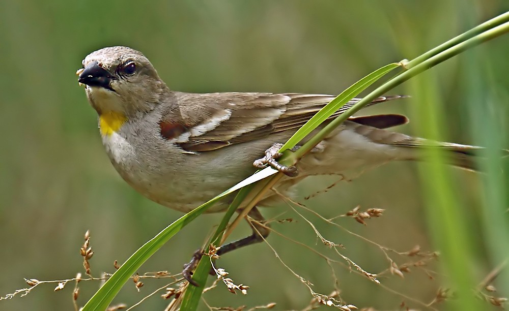Yellow-throated Sparrow - ML205726411
