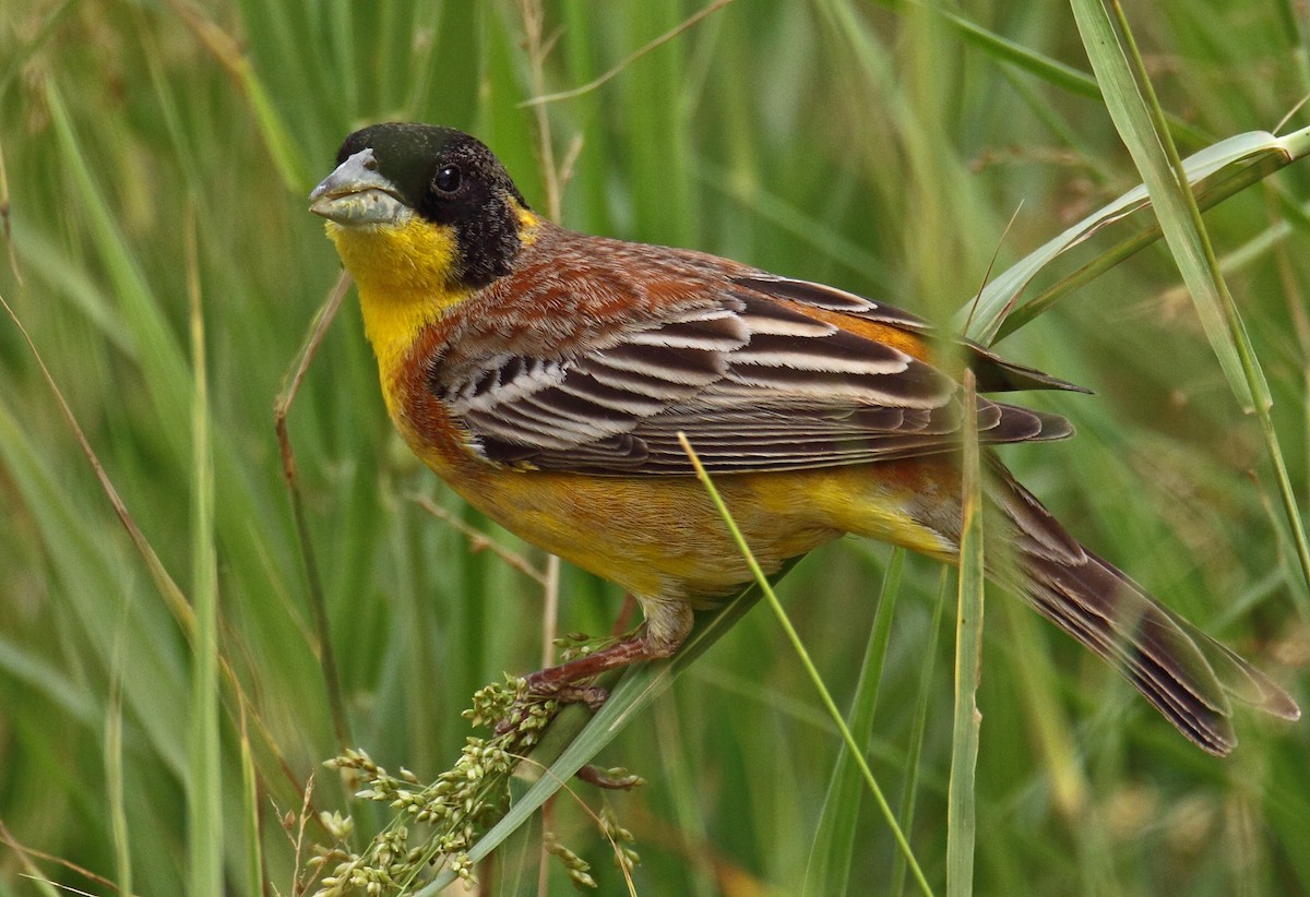 Black-headed Bunting - ML205726421