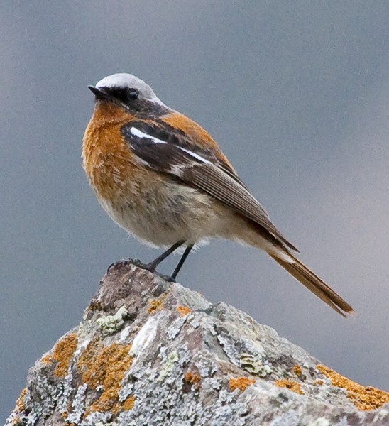 Rufous-backed Redstart - Nathanael Goldman