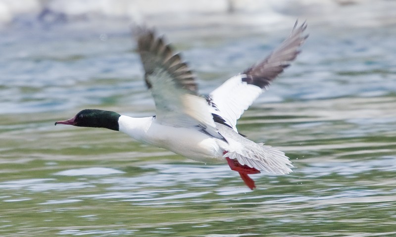 Common Merganser (Eurasian) - Nathanael Goldman