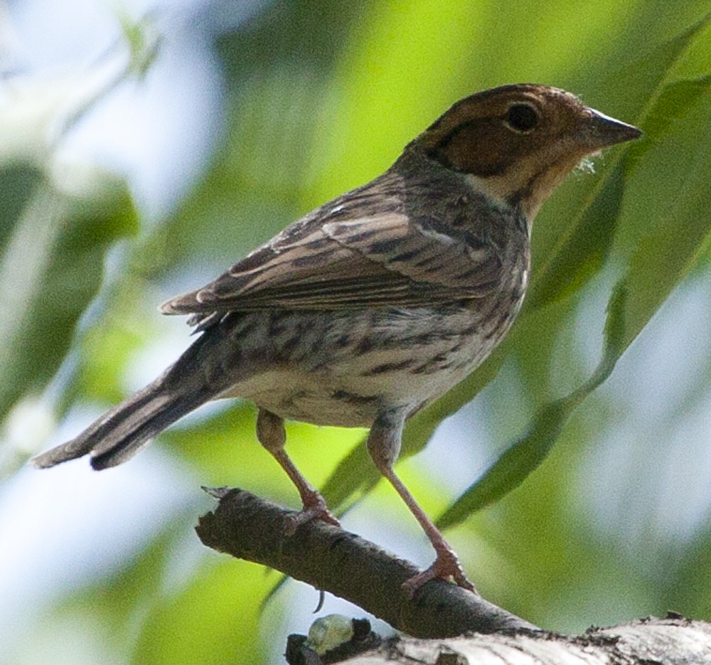 Little Bunting - ML205726991