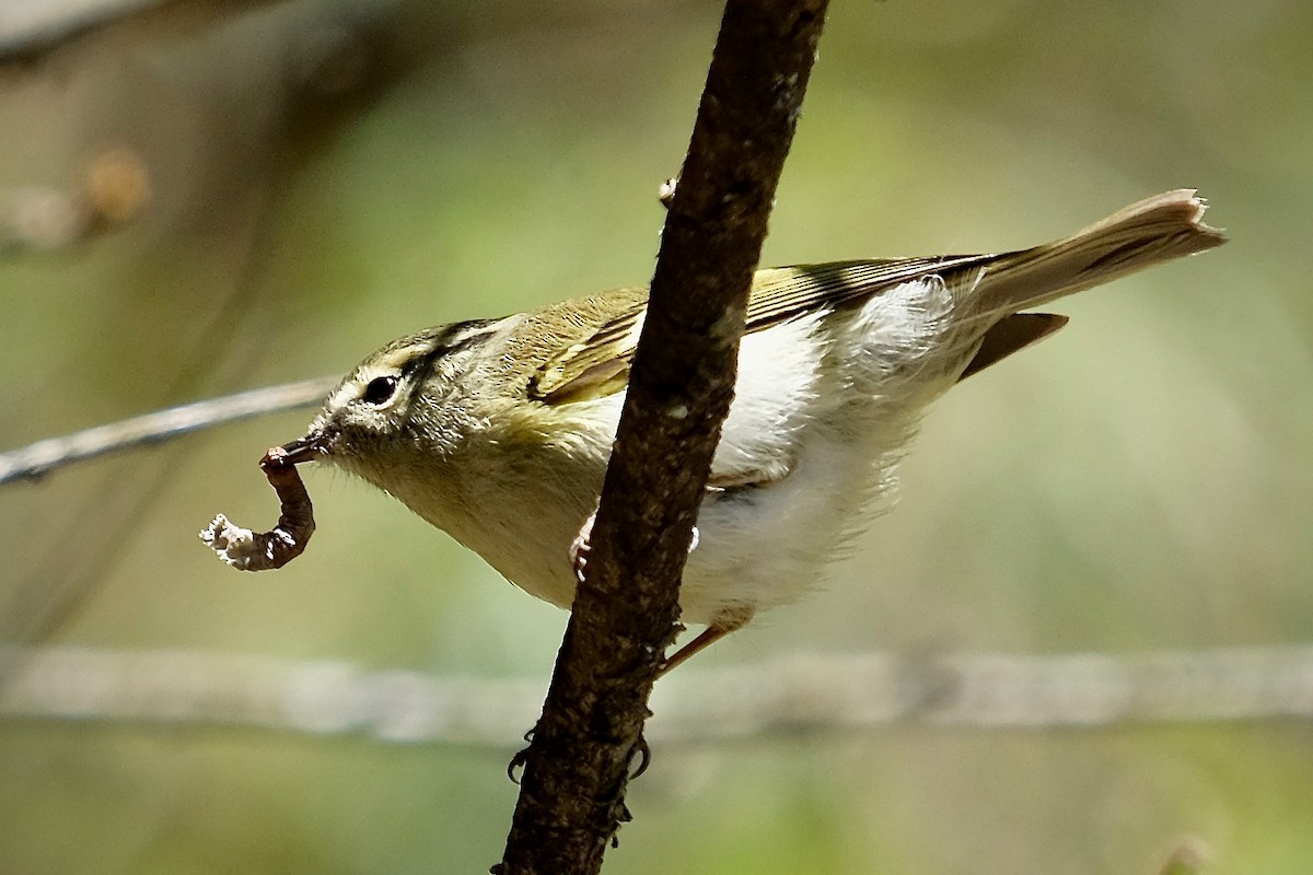 Buff-barred Warbler - ML205727021