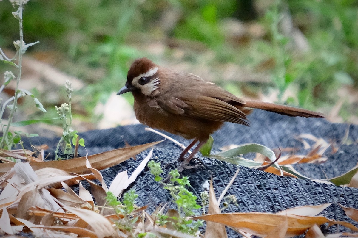 White-browed Laughingthrush - ML205727051