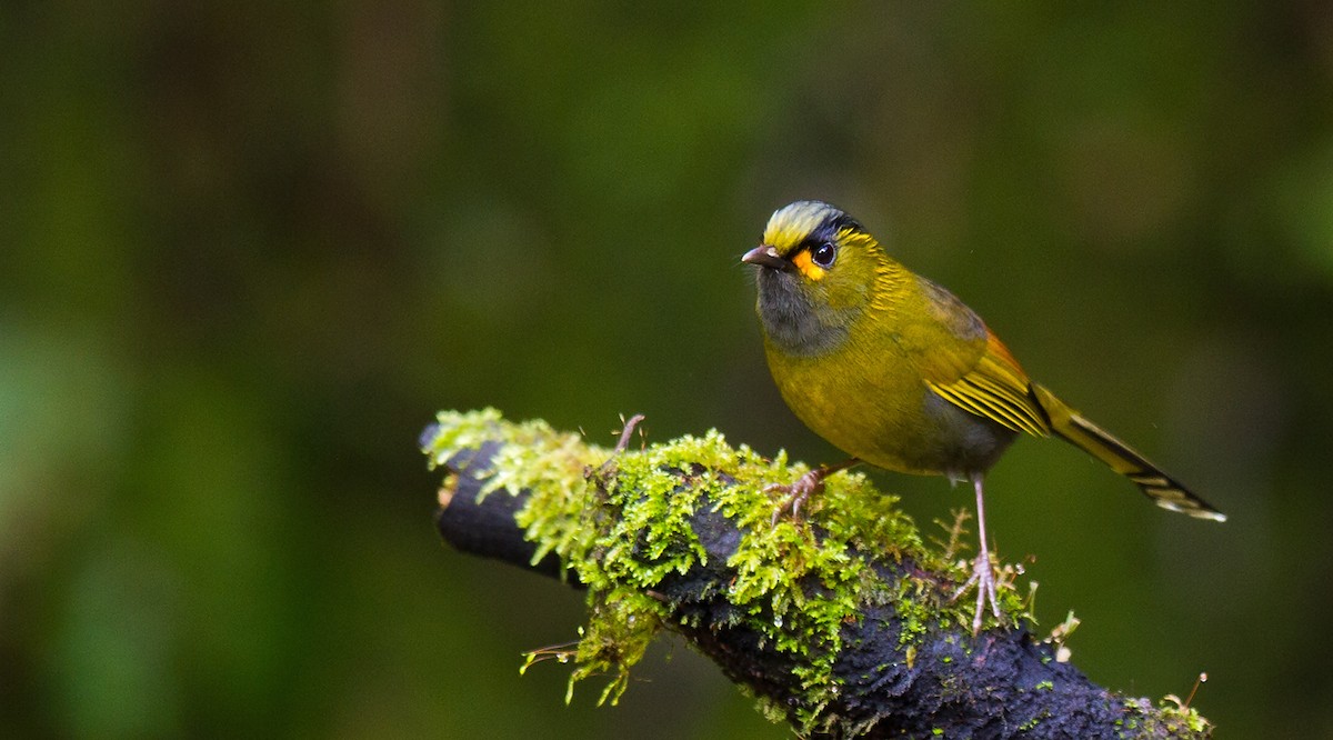 Taiwan Liocichla - ML205727091