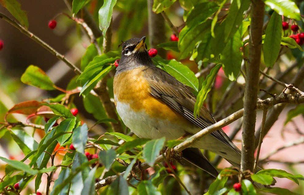 Eyebrowed Thrush - ML205727381