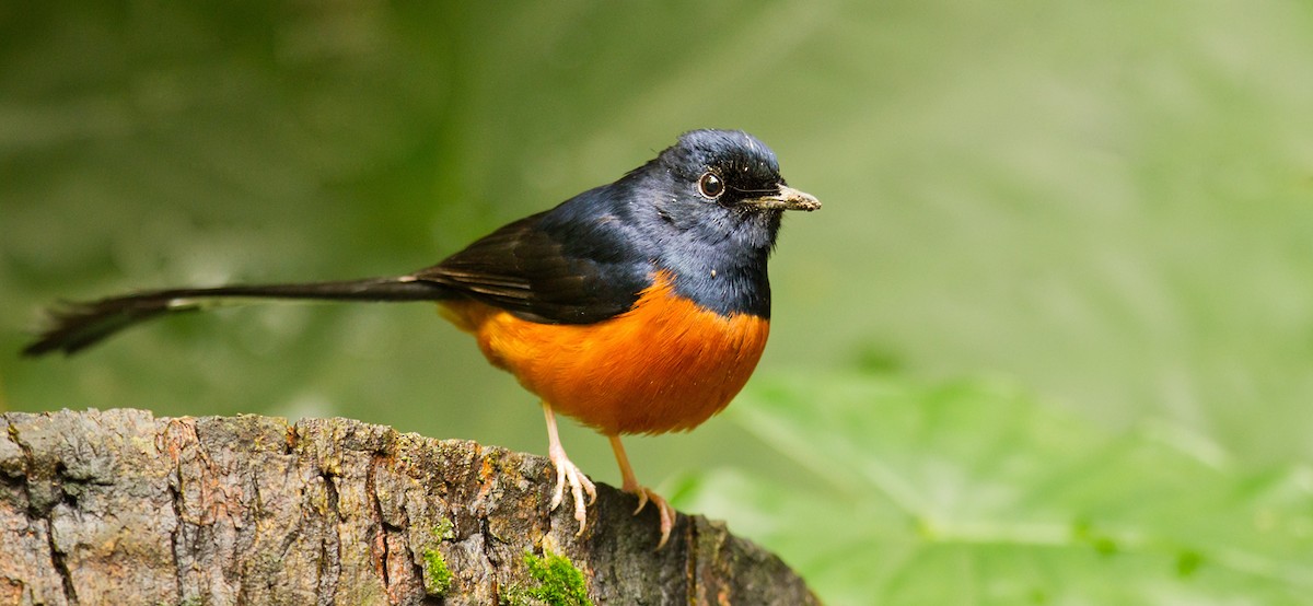 White-rumped Shama - ML205727391