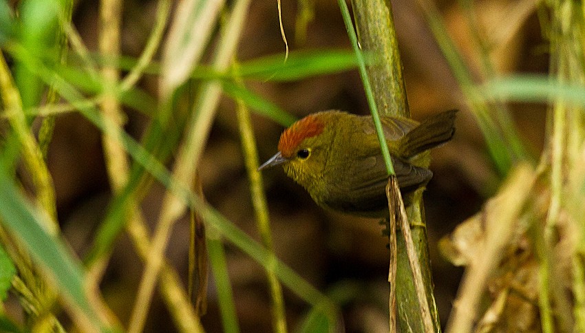 Rufous-capped Babbler - ML205727481