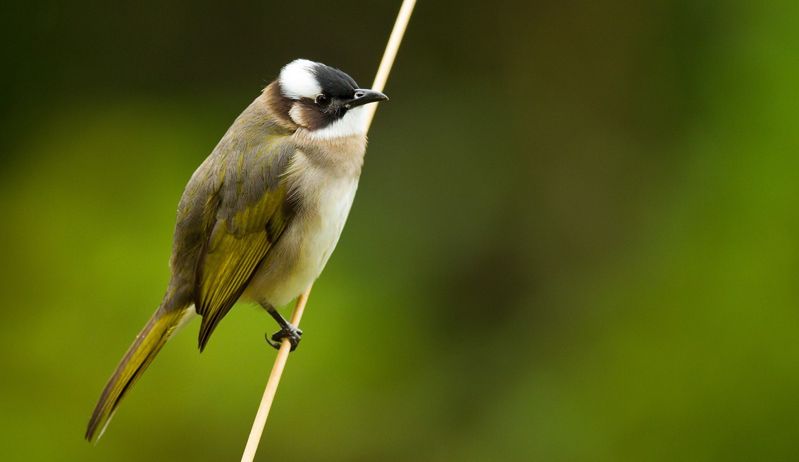 Light-vented Bulbul (formosae/orii) - ML205727531