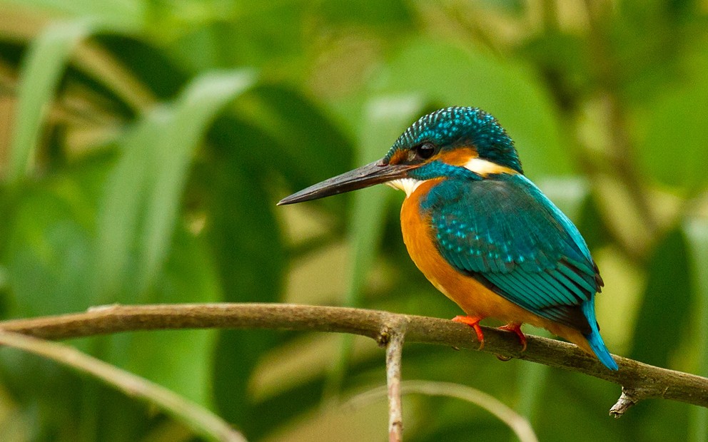 Common Kingfisher (Common) - ML205727541