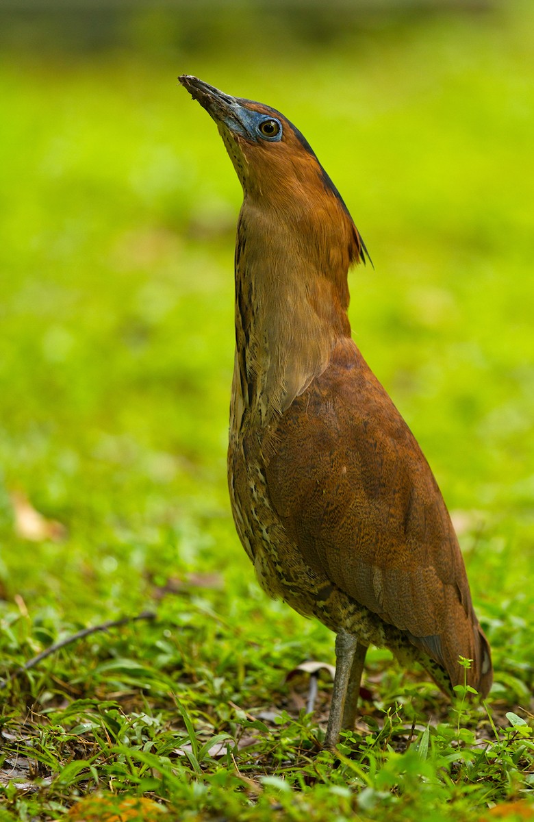 Malayan Night Heron - ML205727551